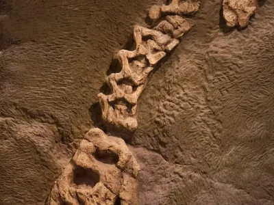 fosil dinosaurio arqueología
